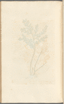 Kneeholm or butcher's broom