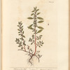 Pellitory of the wall