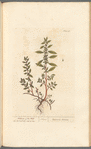 Pellitory of the wall