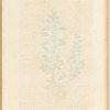 Pellitory of the wall