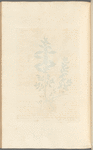 Pellitory of the wall