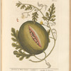 The citrul or water-melon