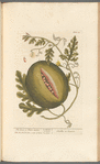 The citrul or water-melon