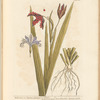 Wild iris or stinking gladwyn