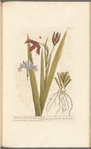 Wild iris or stinking gladwyn