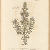 Rosemary