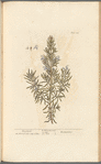 Rosemary