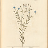 Flax