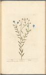 Flax