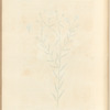 Flax