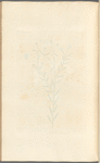 Flax