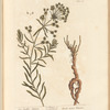 The smaller spurge
