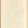 The smaller spurge