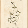 Chickweed