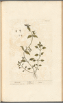 Chickweed