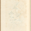 Chickweed