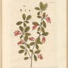 The barberry bush