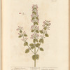 Mountain calamint