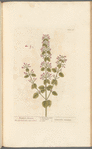 Mountain calamint