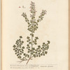 The common calamint of the shops