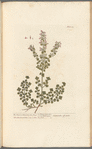 The common calamint of the shops