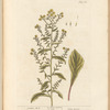 Golden rod