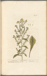 Golden rod