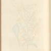 Golden rod