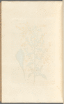 Golden rod