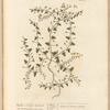 Fluellin or female speedwell