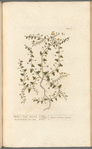 Fluellin or female speedwell