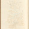 Fluellin or female speedwell