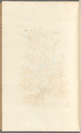 Fluellin or female speedwell