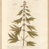 Motherwort or marrubium