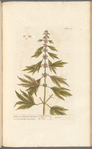 Motherwort or marrubium