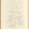 Motherwort or marrubium