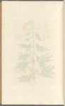 Motherwort or marrubium