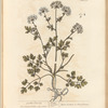 Garden parsley