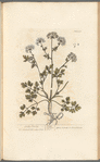 Garden parsley