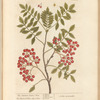 The common service tree