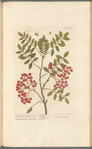 The common service tree