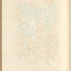 The common service tree