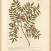 The manur'd service tree
