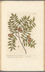 The manur'd service tree
