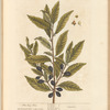 The bay tree