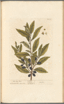 The bay tree