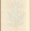 The bay tree