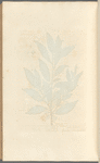 The bay tree