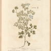 Coriander