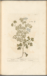 Coriander
